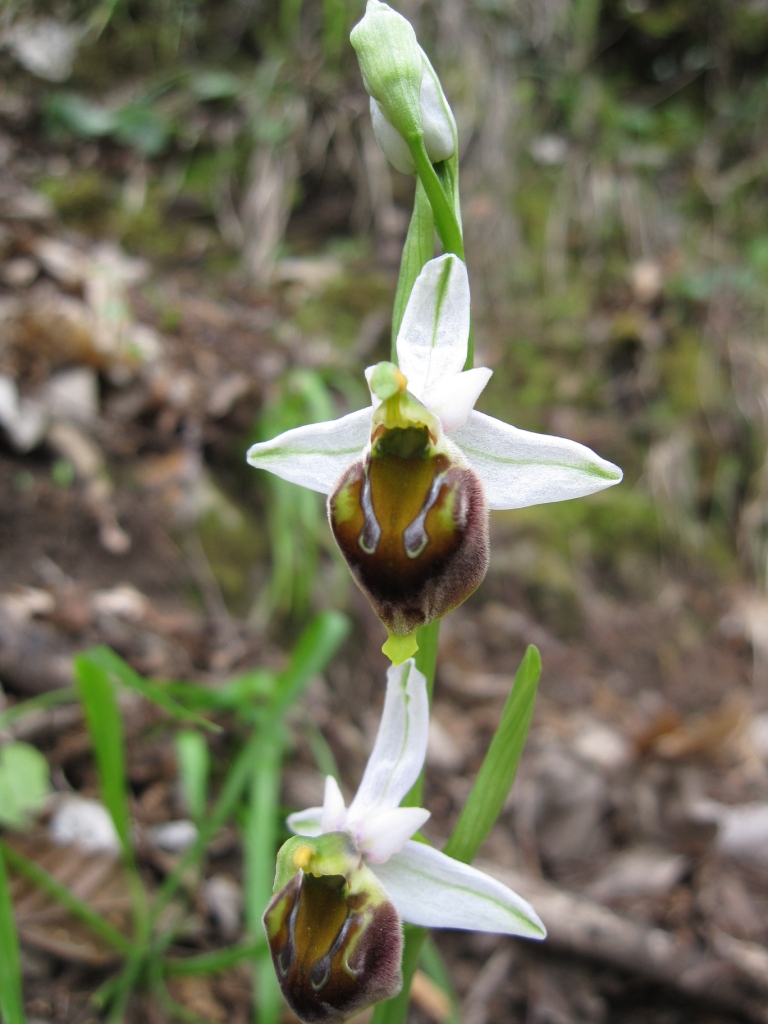 Ophrys sp.